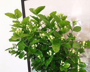 茉莉花适合在室内养吗（茉莉花室内养护小窍门）