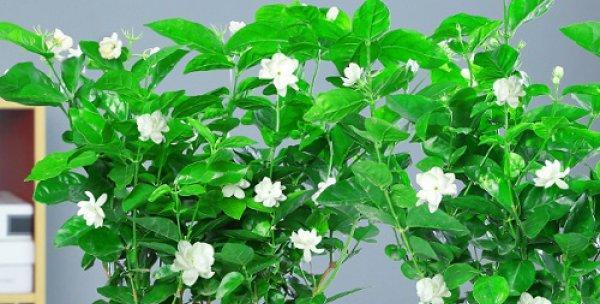 茉莉花适合在室内养吗（茉莉花室内养护小窍门）