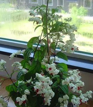龙吐珠怎么养护才能开花（龙吐珠花的养殖方法和注意事项）