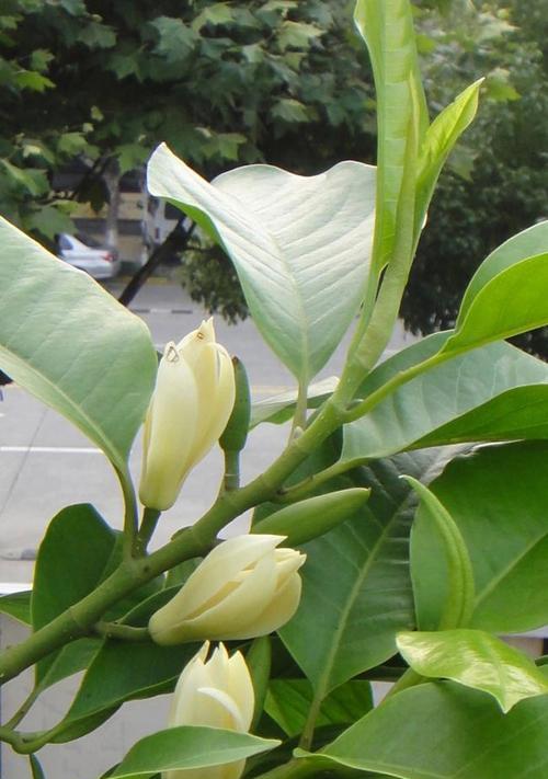 如何盆栽白兰花（白兰花盆栽技巧及注意事项）