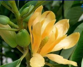 如何盆栽白兰花（白兰花盆栽技巧及注意事项）