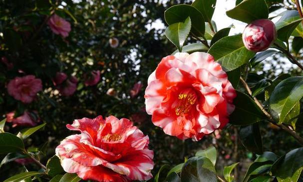 山茶花哪个季节开（了解山茶花的花期时间）