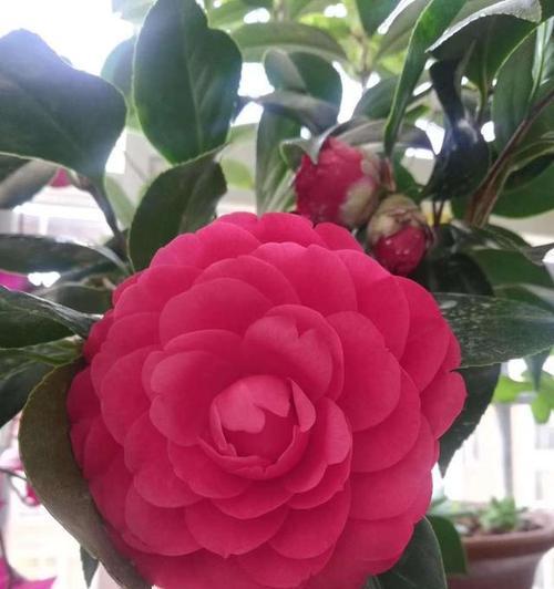 山茶花哪个季节开（了解山茶花的花期时间）