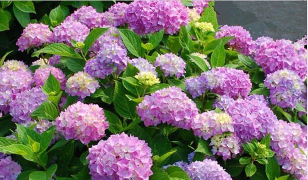 花怎么种才能成活（盆栽植物花卉的栽培技术）