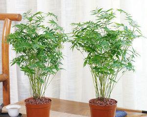 盆栽竹子有哪些品种（盘点八种常见的盆栽竹子）