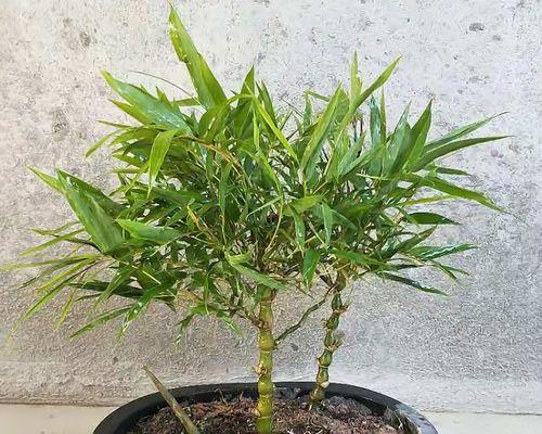 盆栽竹子有哪些品种（盘点八种常见的盆栽竹子）