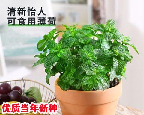 薄荷如何种植（薄荷种植方法和时间）