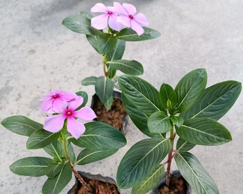 长春花老桩盆景怎么养（详解长春花盆景制作及养护）