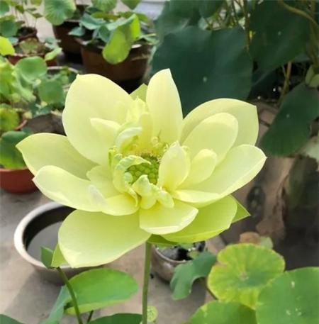 碗莲10月份种可以吗（碗莲的种植方法和时间）