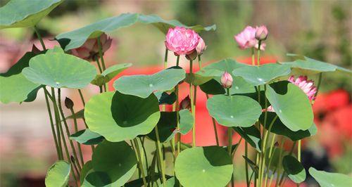 碗莲10月份种可以吗（碗莲的种植方法和时间）