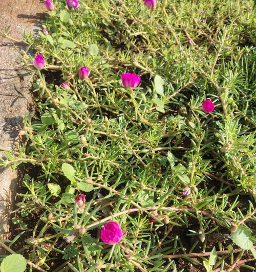 太阳花种子什么时候种（太阳花的种植方法及时间）