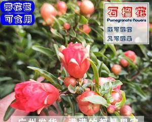 石榴花用什么土养才好（石榴花栽培技术要点）