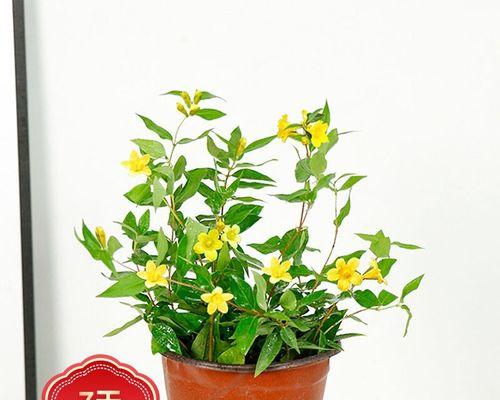 茉莉花养殖方法是什么（有关茉莉花的养护技巧）