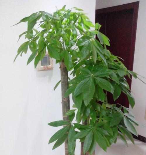 发财树几天浇一次水（描述发财树的正确养法）