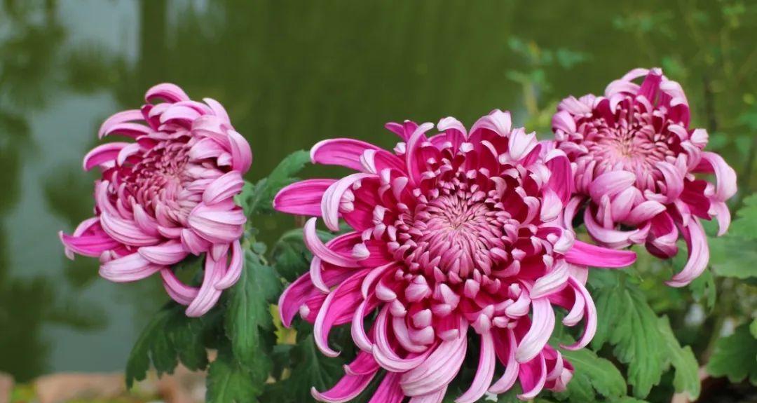 菊花有哪些种类（盘点十大常见的菊花种类）