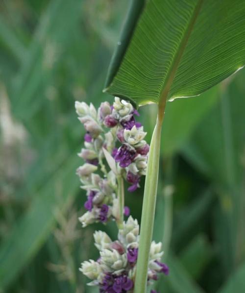 再力花如何种植（再力花种植技术与栽培）