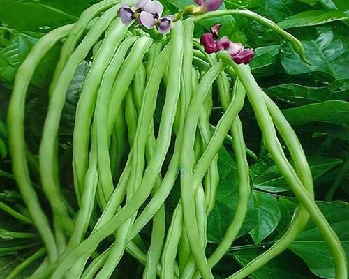 五月种植什么蔬菜合适（五月是种植蔬菜的季节）