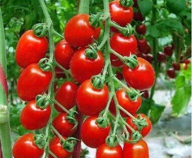 五月种植什么蔬菜合适（五月是种植蔬菜的季节）