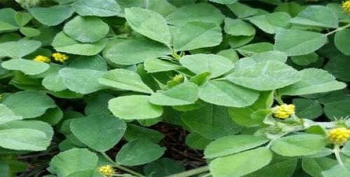 五月种植什么蔬菜合适（五月是种植蔬菜的季节）