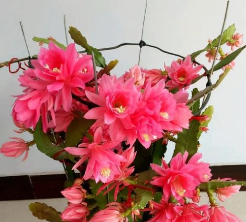令箭荷花花期多长（令箭荷花的养殖方法讲解）