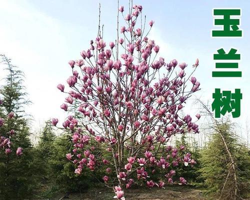 玉兰怎么种植方法（有关玉兰树的养护知识）