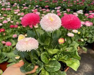 小雏菊什么时候播种（小雏菊播种时间和方法）