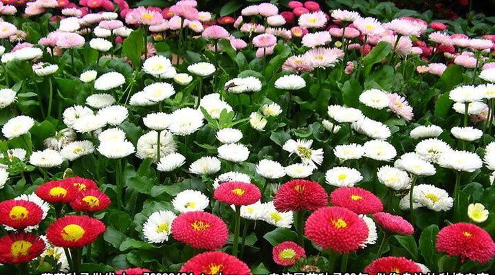 小雏菊什么时候播种（小雏菊播种时间和方法）
