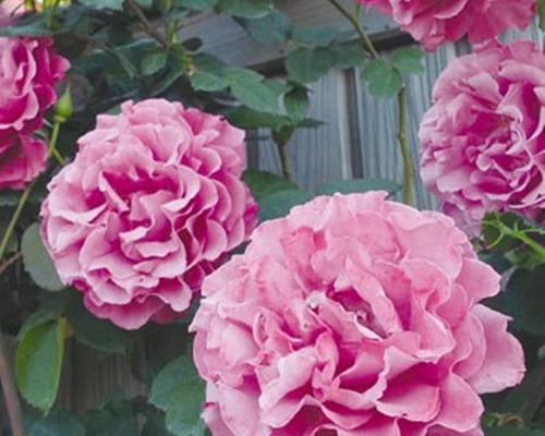 月季花如何养（盆栽月季的养殖方法和注意事项）