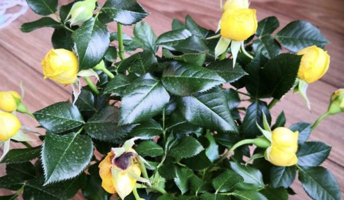 月季花如何养（盆栽月季的养殖方法和注意事项）