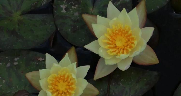 睡莲的种植方法是什么（详解睡莲的种植步骤）