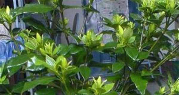栀子花什么时候修剪比较好（关于栀子花修剪时间和方法）