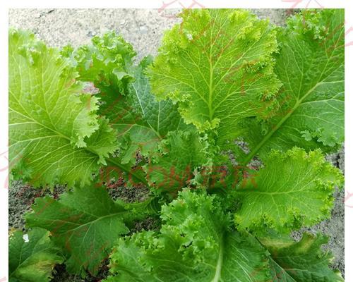 芥菜怎样种植与管理（芥菜高产种植技术要点）