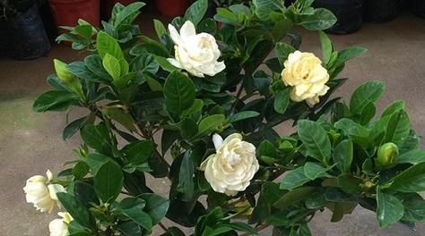栀子花花期怎么管理（养护栀子花的方法技巧）