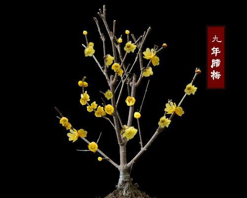 盆栽腊梅用深盆还是浅盆（浅谈腊梅的移栽小技巧）