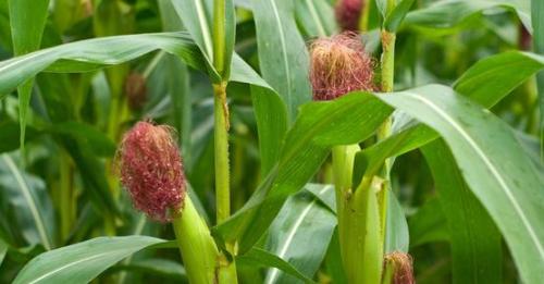 玉米怎样种植才能高产（玉米种植管理技术要点）