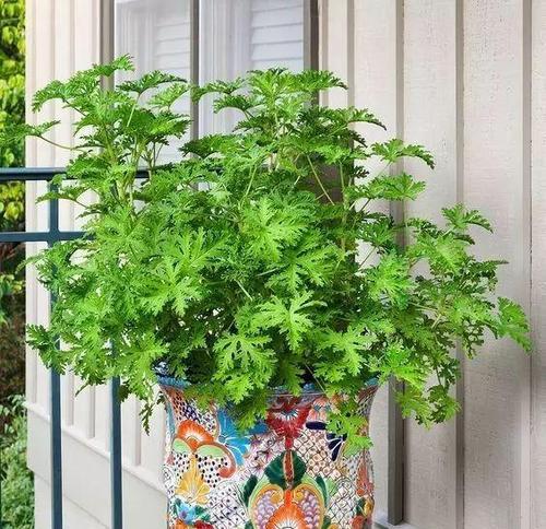 驱蚊草盆栽怎么养（驱蚊草盆栽养殖方法与技巧）