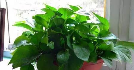 家里养什么花卉比较好（盘点六种适合家庭养的花卉）
