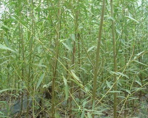 杨树苗怎么栽成活率高（有关杨树苗种植技术）