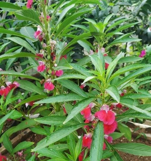 凤仙花几天浇一次水（凤仙花的养护小妙招）