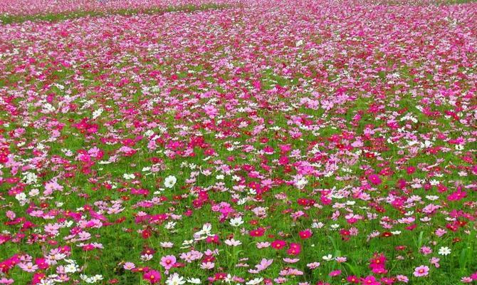 格桑花怎样种植（格桑花种植时间和方法）