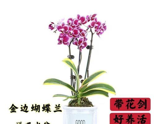 蝴蝶兰如何养殖（关于蝴蝶兰的正确养法）