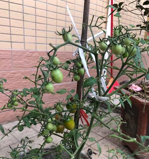 西红柿种植技术与管理（西红柿的栽培方法及注意事项）
