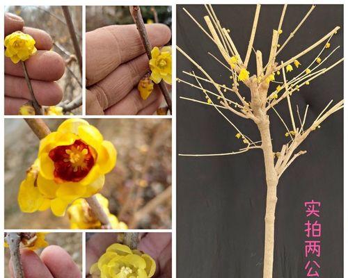 腊梅的种子什么时候种（腊梅的种植时间和方法）
