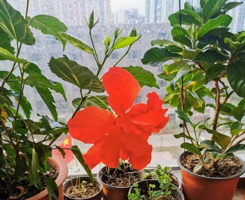 扶桑花室内可以养吗（室内扶桑花养护知识）