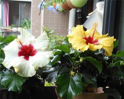 扶桑花室内可以养吗（室内扶桑花养护知识）
