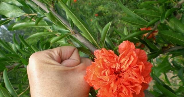 石榴花移栽后怎么养（石榴花种植方法及注意事项）