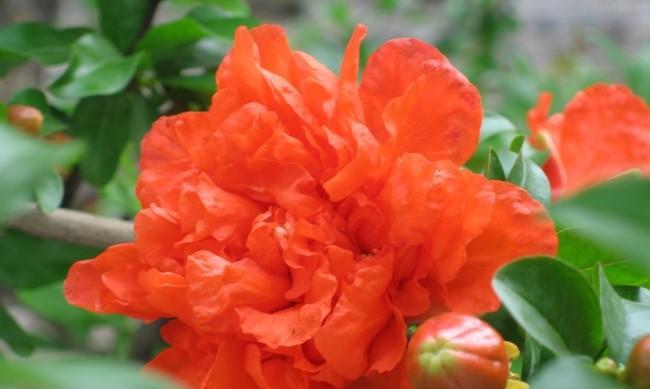 石榴花移栽后怎么养（石榴花种植方法及注意事项）