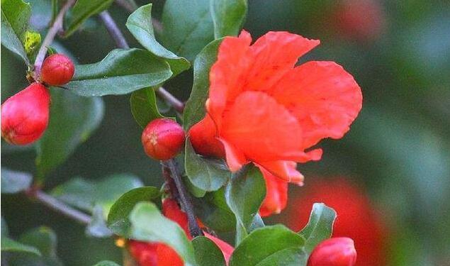 石榴花移栽后怎么养（石榴花种植方法及注意事项）