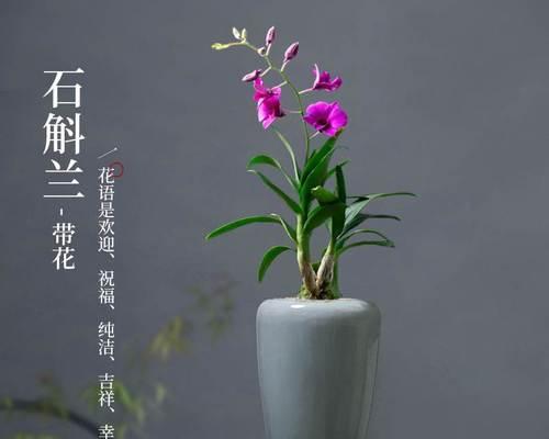 哪些花适合在室内养（适合室内养的花卉推荐）