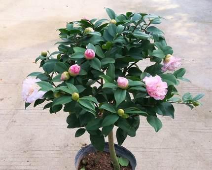 哪些花适合在室内养（适合室内养的花卉推荐）
